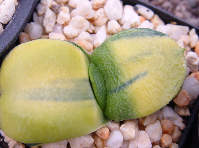 开云电竞官方网站